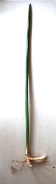 Dracaena angolensis